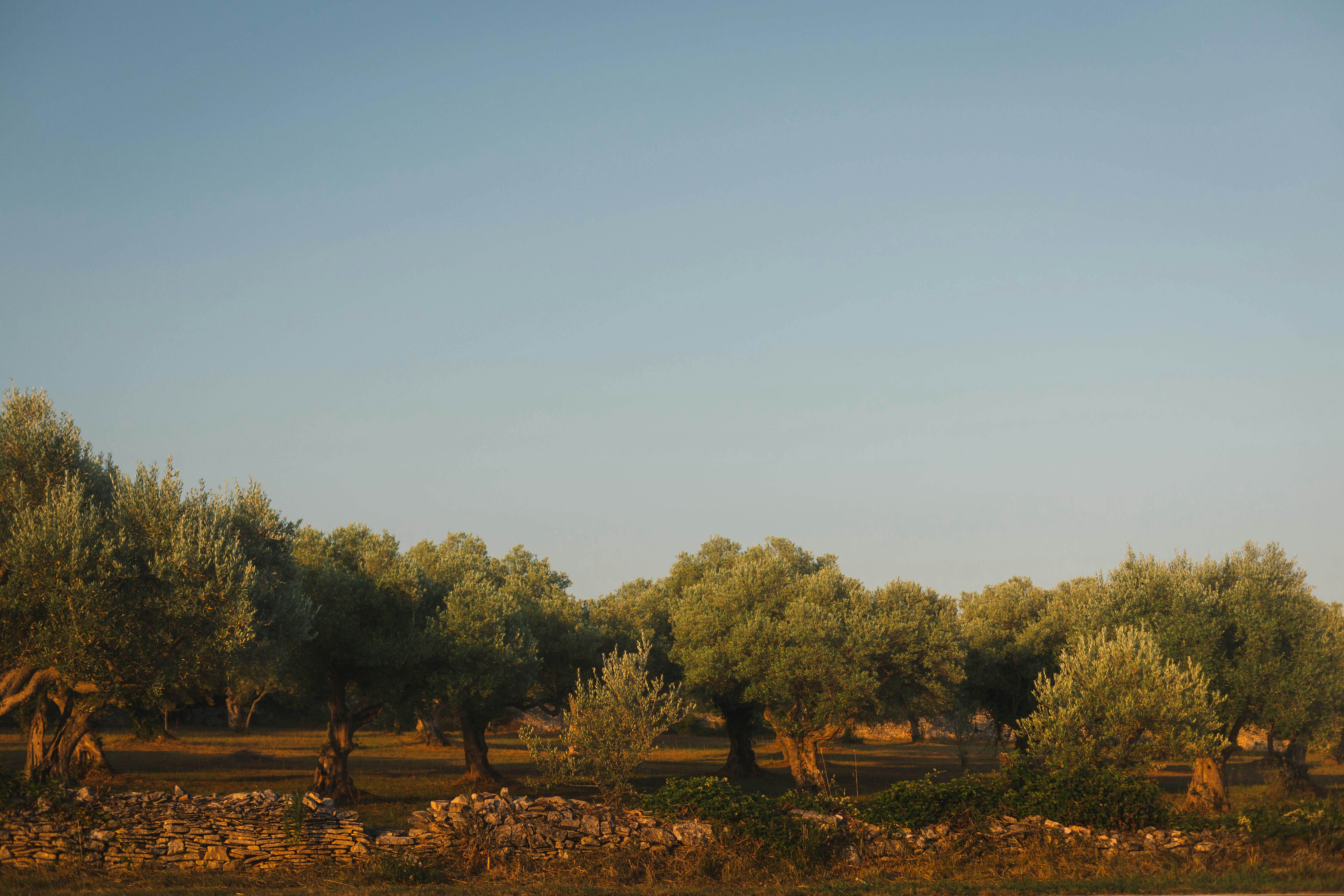 Ancient olive grove at sunrise